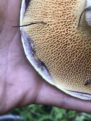 Suillus ochraceoroseus