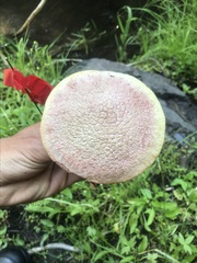 Suillus ochraceoroseus