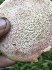 Suillus ochraceoroseus