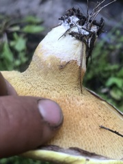Suillus ochraceoroseus