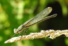 Hetaerina americana