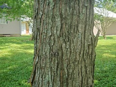 Catocala vidua