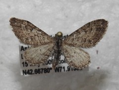 Eupithecia gelidata