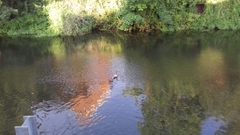 Anas platyrhynchos domesticus