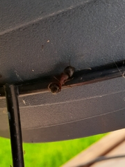 Camponotus novaeboracensis