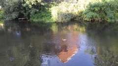 Anas platyrhynchos domesticus