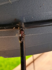 Camponotus novaeboracensis