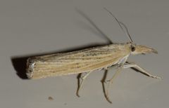 Pediasia dorsipunctellus
