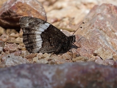 Hipparchia alcyone