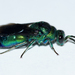 Metallic Bluish-green Cuckoo Wasp - Photo (c) Owen Strickland, some rights reserved (CC BY-NC), uploaded by Owen Strickland