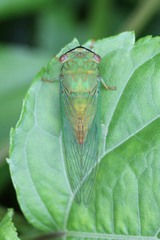 Chremistica ochracea