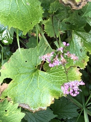 Adenostyles alliariae