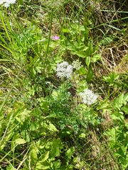Peucedanum oreoselinum