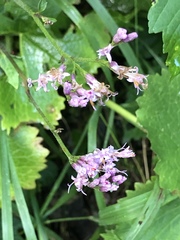 Adenostyles alliariae