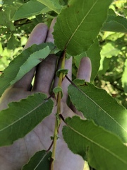 Salix pseudomonticola