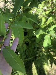 Salix pseudomonticola