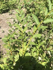 Salix pseudomonticola