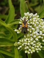Zelus ruficeps