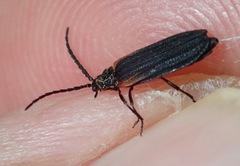 Greenarus thoracicus