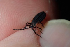 Greenarus thoracicus