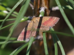 Phytometra viridaria