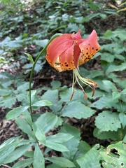 Lilium michauxii