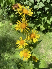 Inula racemosa