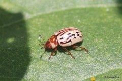 Zygogramma conjuncta