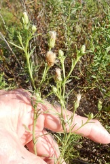 Baccharis texana