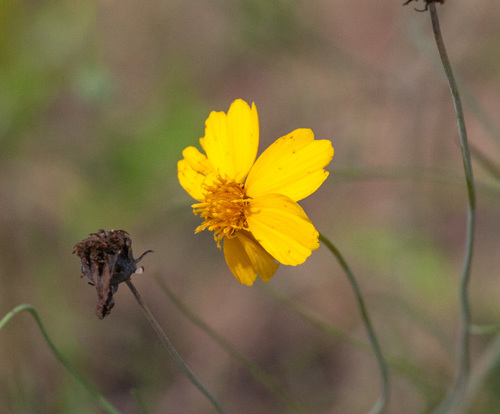 East Texas greenthread (Thelesperma flavodiscum)