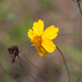 Thelesperma flavodiscum - Photo (c) Brent Franklin, alguns direitos reservados (CC BY-NC), uploaded by Brent Franklin