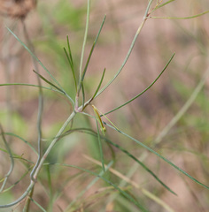 Thelesperma flavodiscum