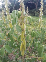 Crotalaria longirostrata