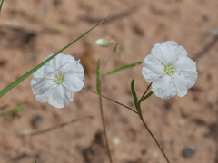 Stylisma pickeringii