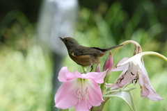 Diglossa baritula