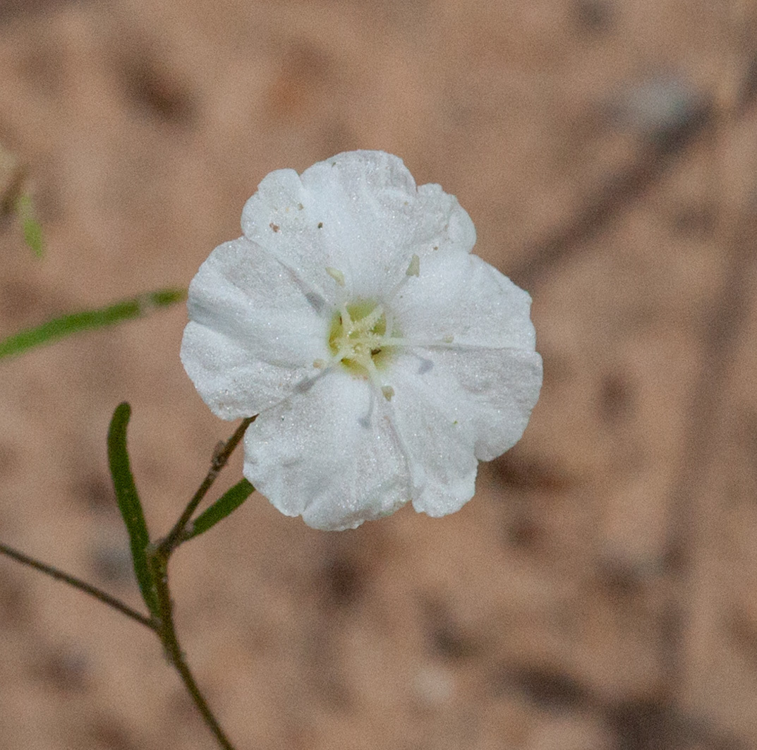 Stylisma pickeringii