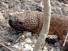 Heloderma horridum