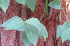 Eucalyptus robusta