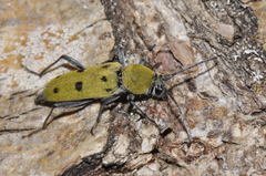 Chlorophorus glabromaculatus