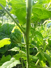 Solanum myriacanthum