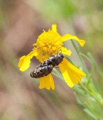 Acmaeodera