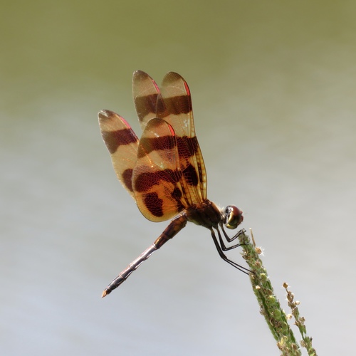 Halloween Pennant photo 6