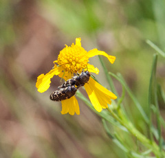 Acmaeodera