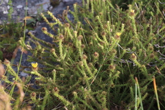 Cullumia reticulata
