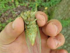 Megatibicen auletes