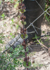 Penstemon murrayanus