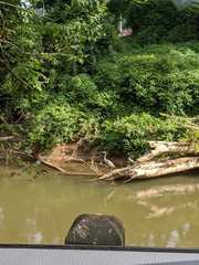 Ardea herodias