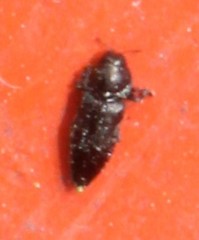 Aphanisticus cochinchinae