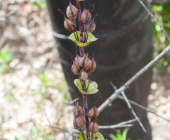Penstemon murrayanus