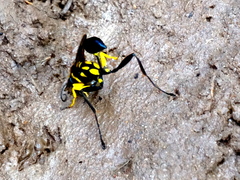 Sceliphron fistularium